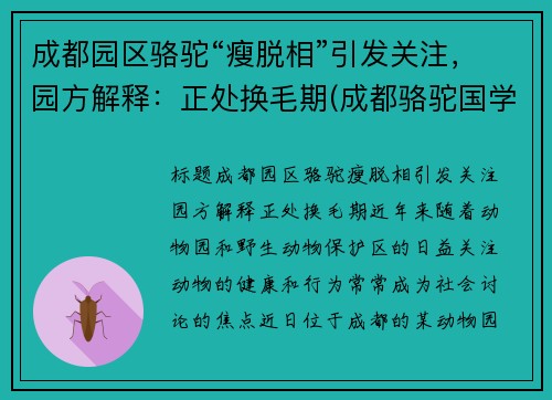 成都园区骆驼“瘦脱相”引发关注，园方解释：正处换毛期(成都骆驼国学老师简介)